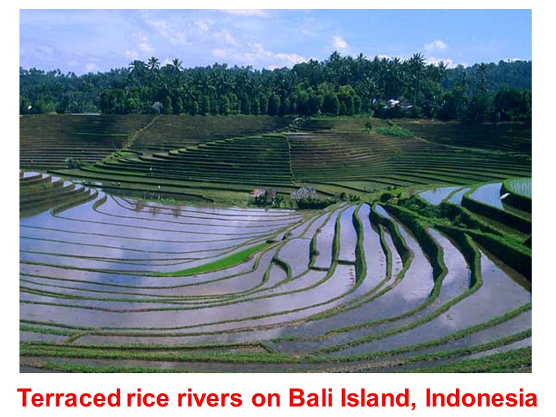 Terraced rice rivers on Bali Island, Indonesia